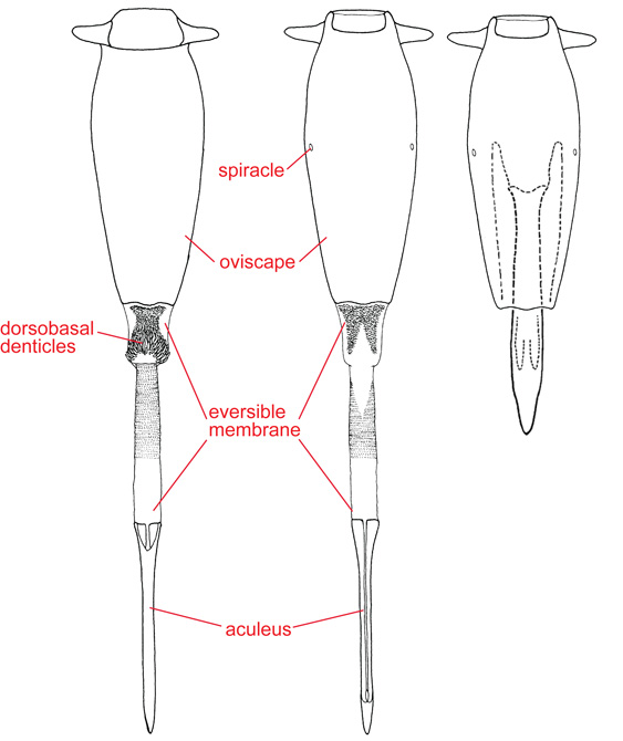 Female abdomen, ventral