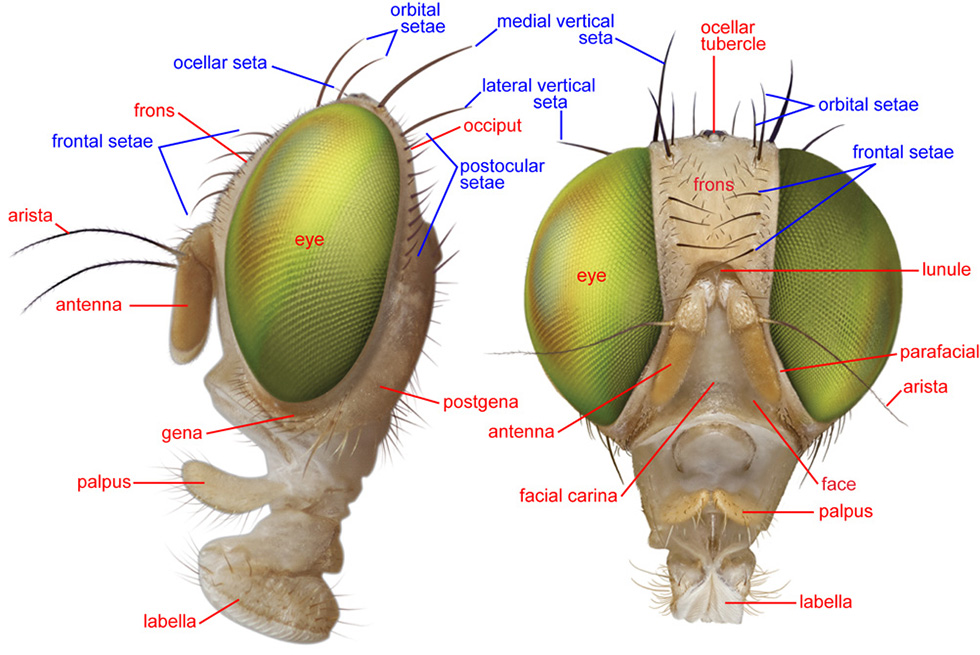 head, lateral and anterior