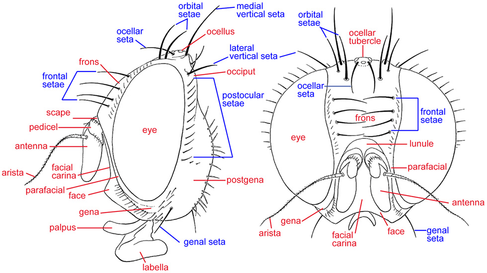 head, lateral and anterior (line drawing)