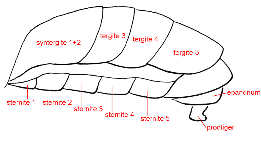 Male abdomen, lateral