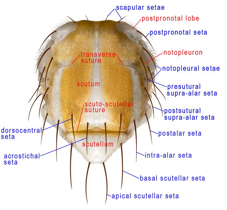 Thorax, dorsal