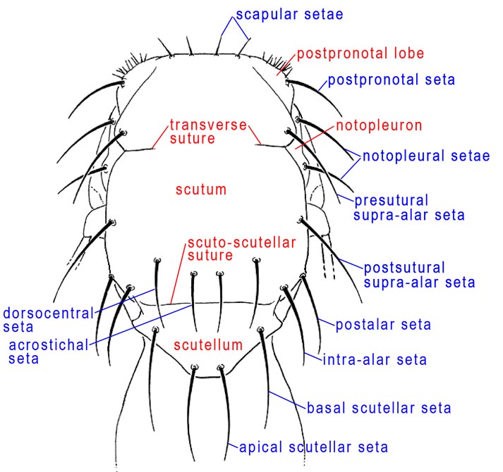 Thorax, dorsal (line drawing)