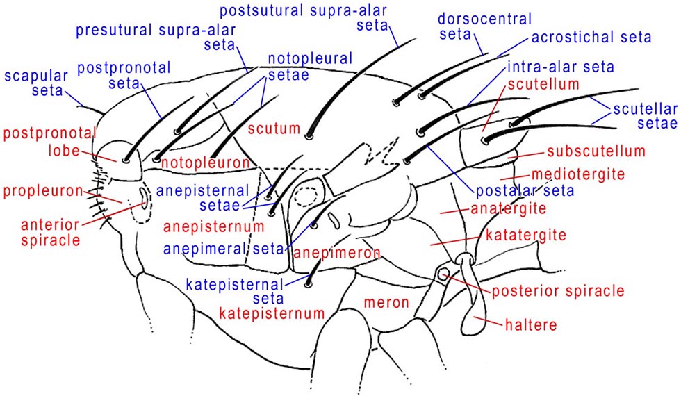 Thorax, lateral (line drawing)