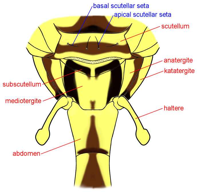 Thorax, posterior