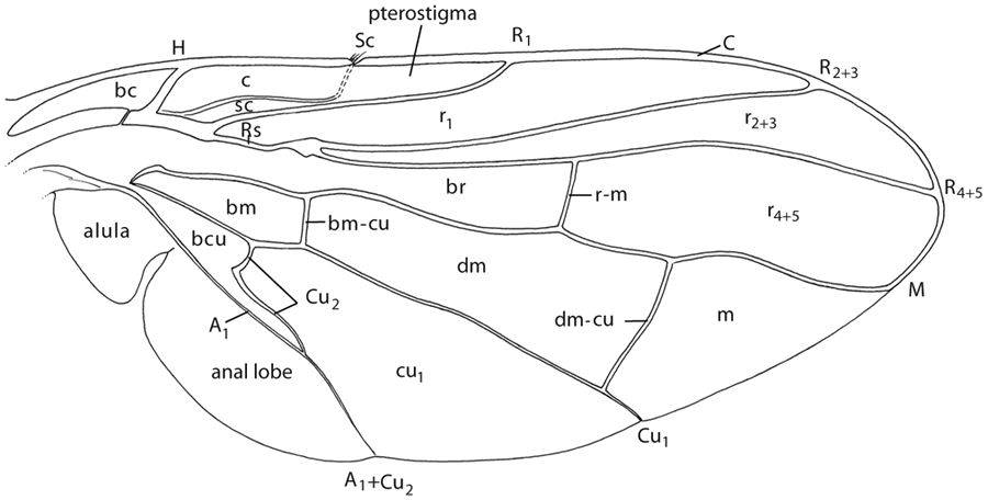 Wing venation (line drawing)