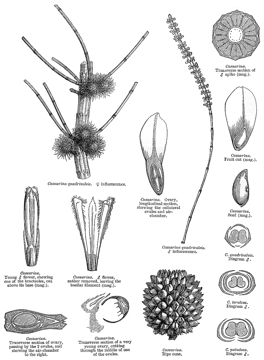 Angiosperm families - Casuarinaceae R. Br. labeled ovary diagram 