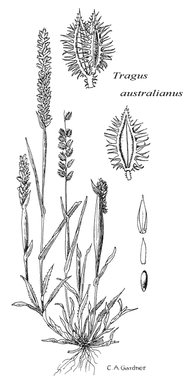 grass morphology